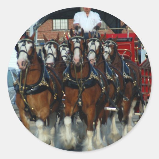Clydesdale 6 paard hapering ronde sticker (Voorkant)
