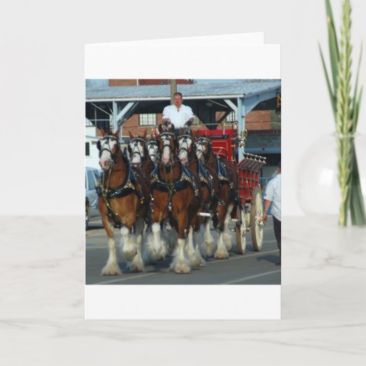 Clydesdale 6 paardhapering kaart (Voorkant)