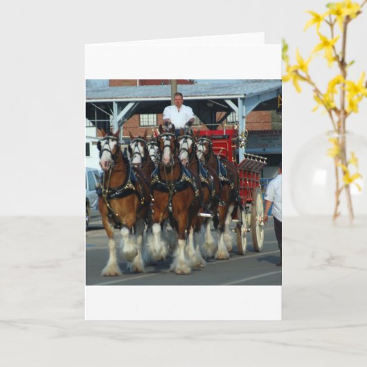 Clydesdale 6 paardhapering kaart (Gele Bloem)