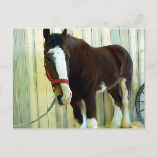Clydesdale Briefkaart (Voorkant)