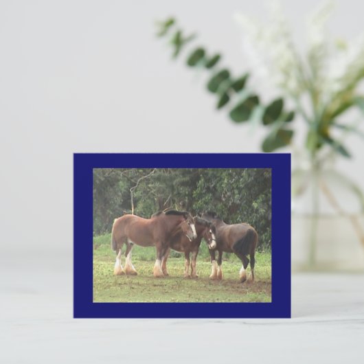 Clydesdale Briefkaart (Staand voorkant)