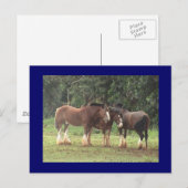 Clydesdale Briefkaart (Voorkant / Achterkant)
