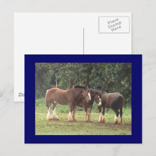 Clydesdale Briefkaart (Voorkant / Achterkant)