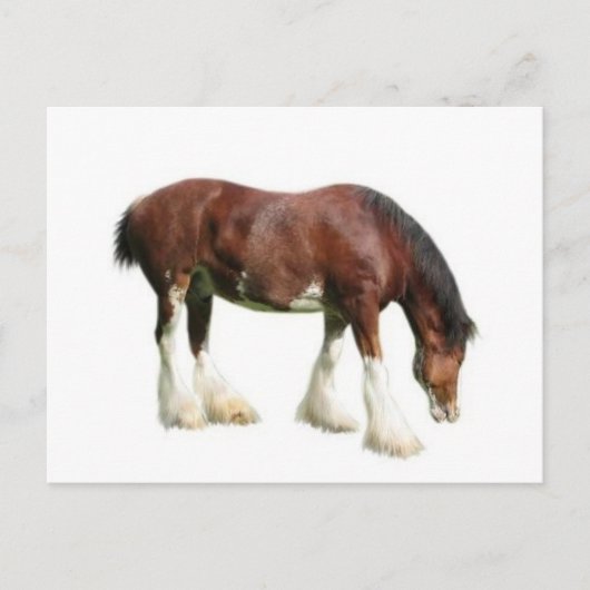 clydesdale briefkaart (Voorkant)