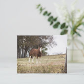 Clydesdale Briefkaart (Staand voorkant)