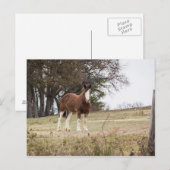 Clydesdale Briefkaart (Voorkant / Achterkant)