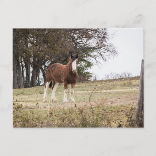 Clydesdale Briefkaart (Voorkant)