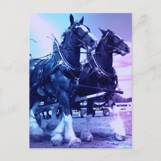 Clydesdale Briefkaart (Voorkant)