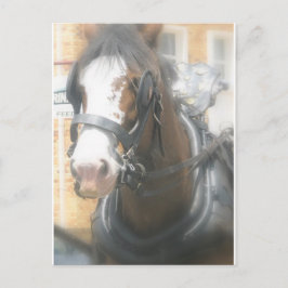 Clydesdale bruine paard ansichtkaart briefkaart