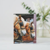 Clydesdale Closeup Briefkaart (Staand voorkant)