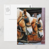 Clydesdale Closeup Briefkaart (Voorkant / Achterkant)