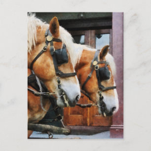 Clydesdale Closeup Briefkaart