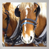 Clydesdale Draft Horse Poster Print (Voorkant)