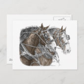 Clydesdale Draft Horse Team Briefkaart (Voorkant / Achterkant)