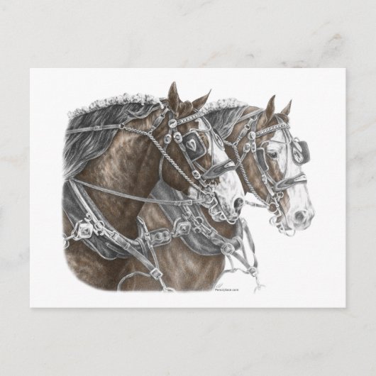 Clydesdale Draft Horse Team Briefkaart (Voorkant)