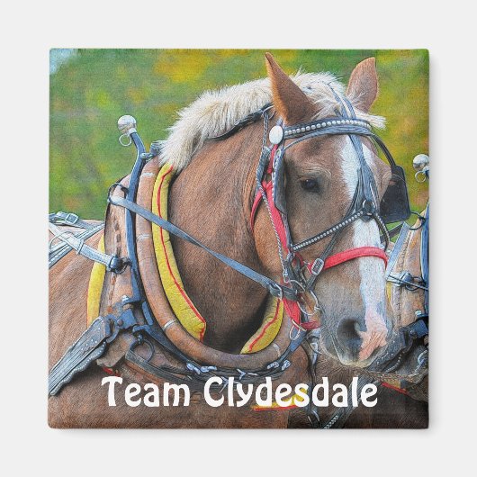 Clydesdale Draft Horse Team Magnetic Art Gift Magneet (Voorkant)