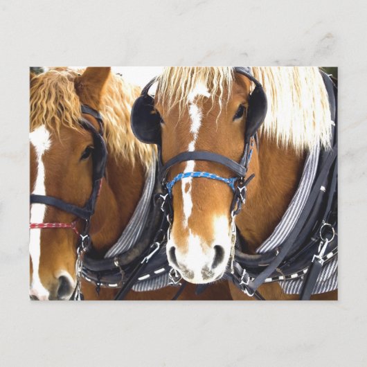 Clydesdale Draft Horses Briefkaart (Voorkant)