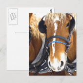 Clydesdale Draft Horses Briefkaart (Voorkant / Achterkant)