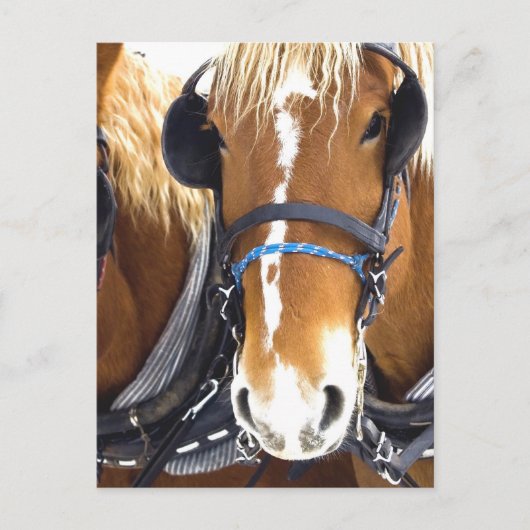 Clydesdale Draft Horses Briefkaart (Voorkant)