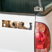 Clydesdale Draft Horses Bumpersticker (Op Truck)