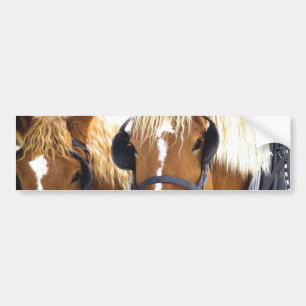 Clydesdale Draft Horses Bumpersticker