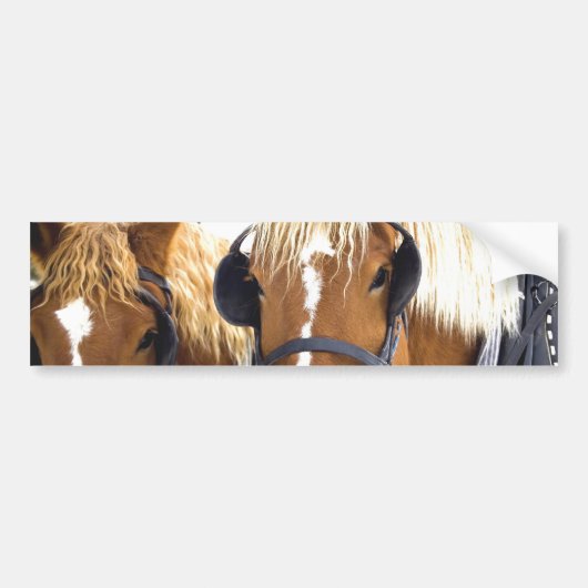 Clydesdale Draft Horses Bumpersticker (Voorkant)