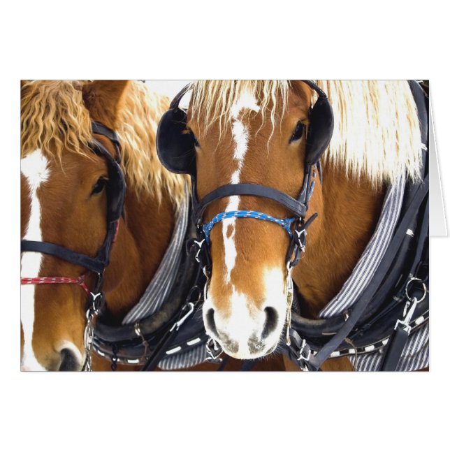 Clydesdale Draft Horses Card (Voorkant Horizontaal)