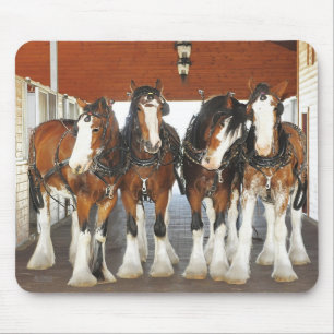 Clydesdale Draft Horses in de Barn Muismat
