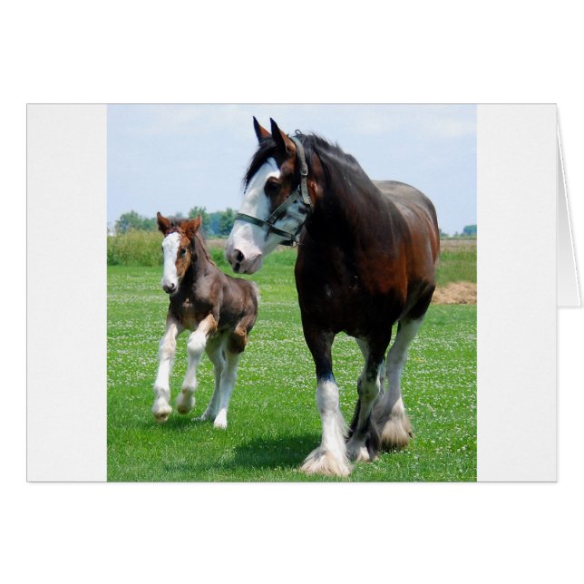 Clydesdale en Filly (Voorkant Horizontaal)