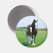 Clydesdale en Filly magneet (Voorkant / Achterkant)
