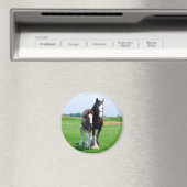 Clydesdale en Filly magneet (Insitu (Vaatwasser))