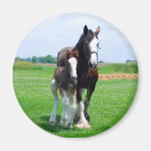 Clydesdale en Filly magneet (Voorkant)