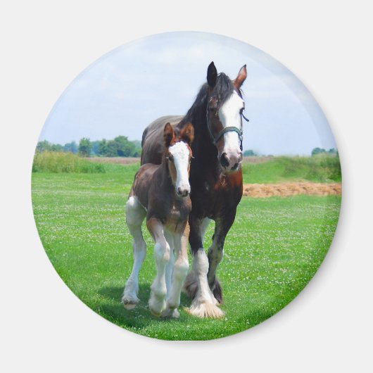 Clydesdale en Filly magneet (Voorkant)