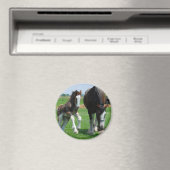 clydesdale en filly magneet (Insitu (Vaatwasser))