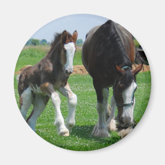 clydesdale en filly magneet (Voorkant)