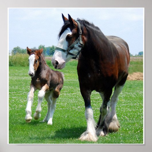 Clydesdale en Filly print (Voorkant)