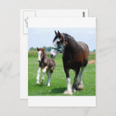 Clydesdale en Merrieveulen Briefkaart (Voorkant / Achterkant)