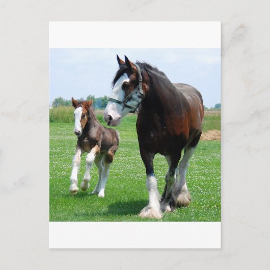 Clydesdale en Merrieveulen Briefkaart (Voorkant)