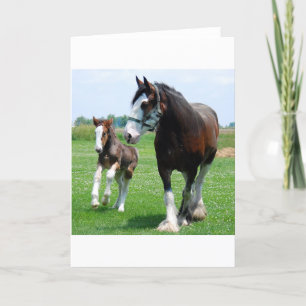 Clydesdale en Merrieveulen Kaart