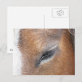 Clydesdale Eye Briefkaart (Voorkant / Achterkant)