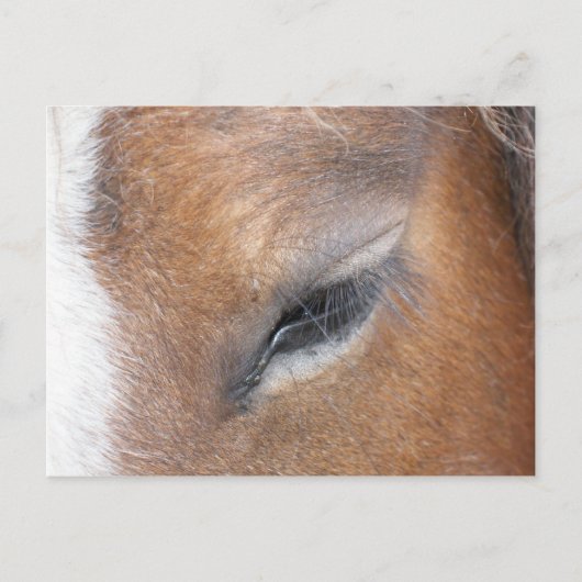 Clydesdale Eye Briefkaart (Voorkant)