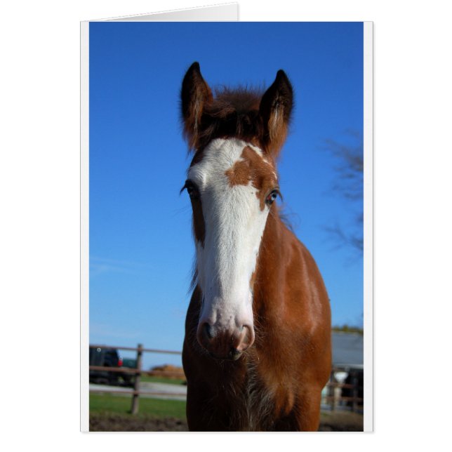 Clydesdale filly (Voorkant)