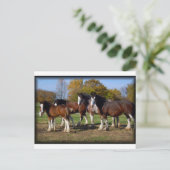 clydesdale groep briefkaart (Staand voorkant)
