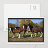 clydesdale groep briefkaart (Voorkant / Achterkant)