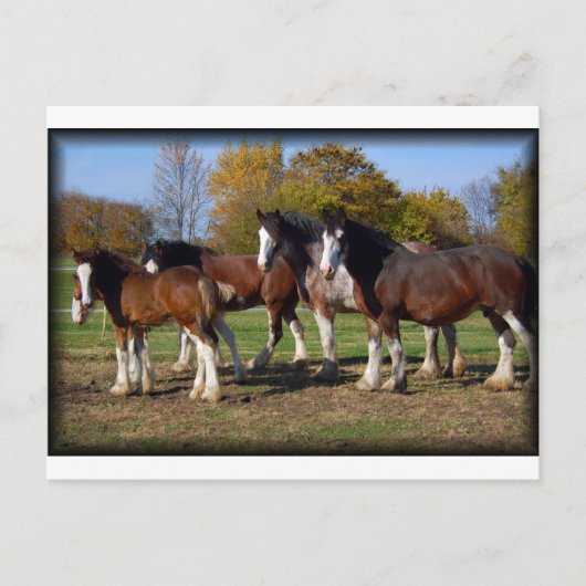 clydesdale groep briefkaart (Voorkant)