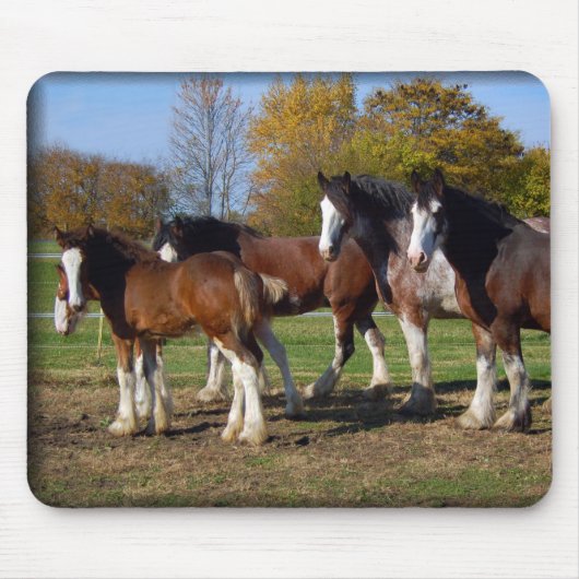 clydesdale groep muismat (Voorkant)