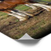 clydesdale groepsafdrukken poster (Hoek)