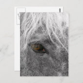 Clydesdale Horse Briefkaart (Voorkant / Achterkant)