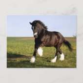 Clydesdale Horse Briefkaart (Voorkant)