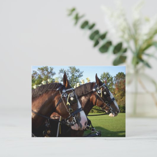 Clydesdale Horse Briefkaart (Staand voorkant)